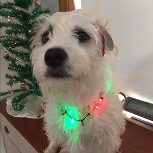 Meet your Posher, Rita